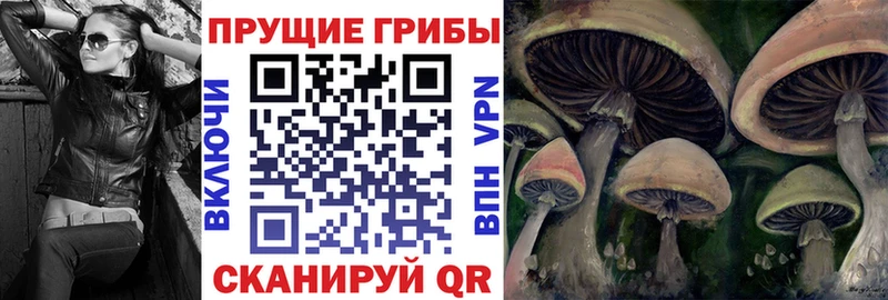 Галлюциногенные грибы Psilocybine cubensis  Мариинский Посад 